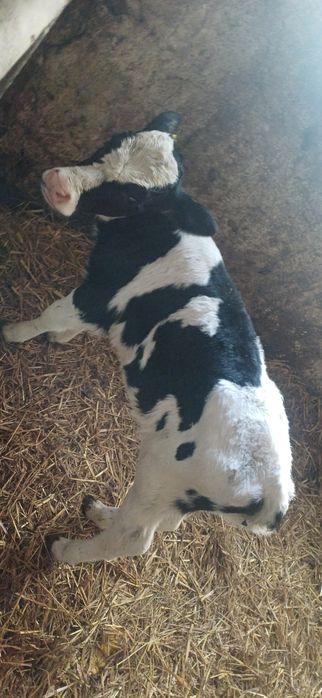 Sprzedam cielęta byczki 2 tygodnie