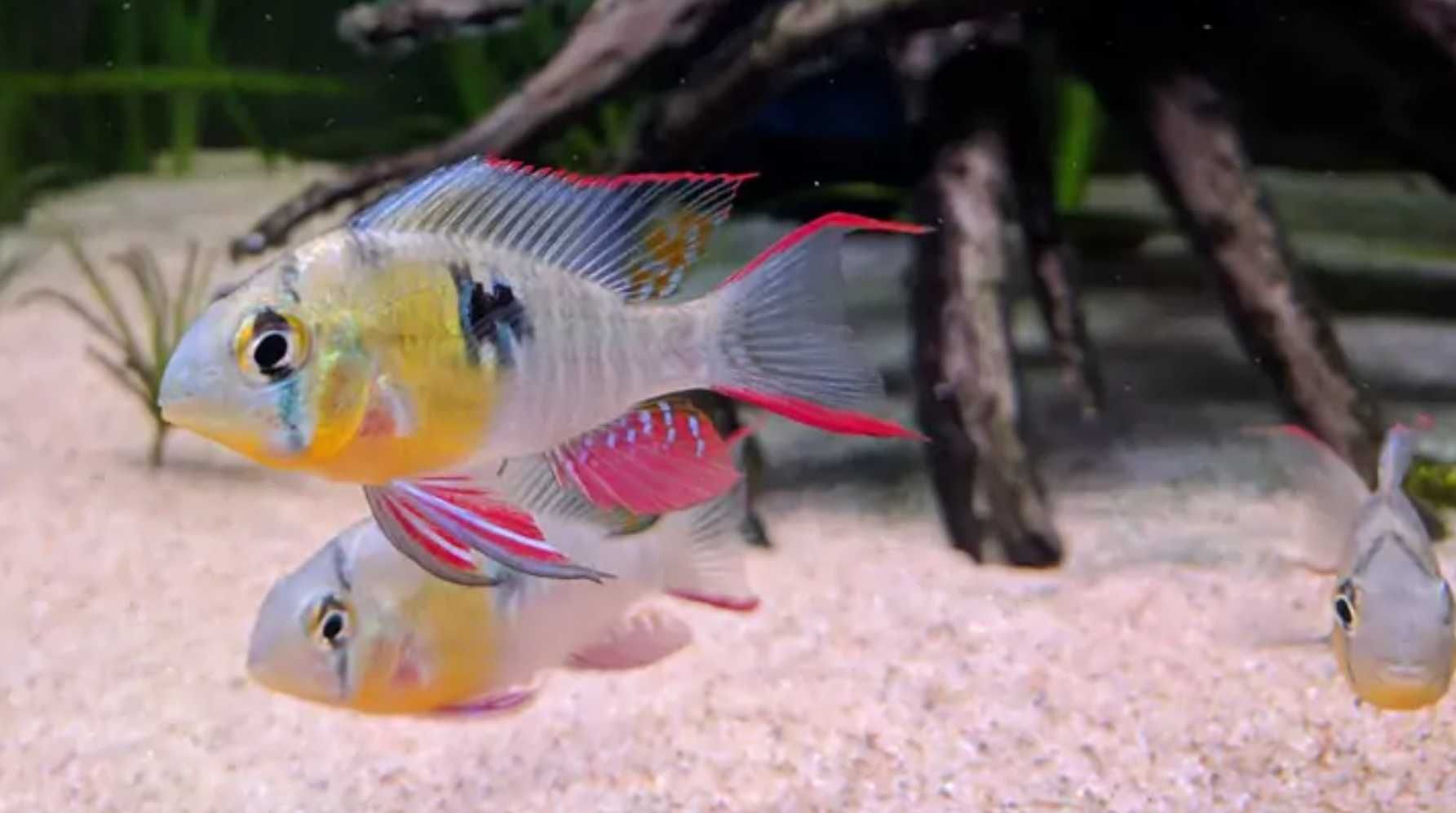 Pielęgniczka boliwijska - Mikrogeophagus altispinosus - dowóz, wysyłka