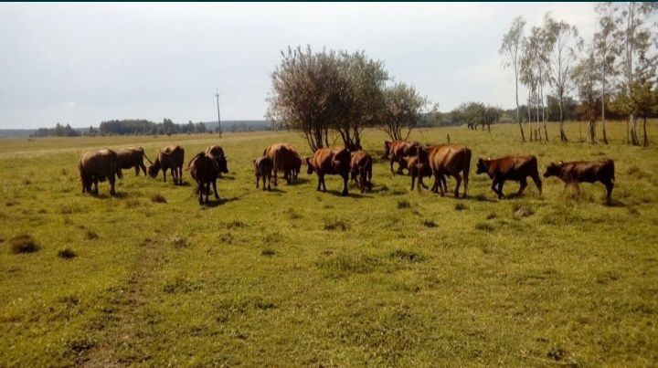 Bydło rasy RP Polska Czerwona