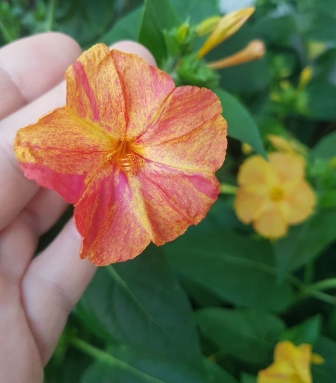 Dziwaczek Mirabilis Jalapa świeże nasiona 100szt