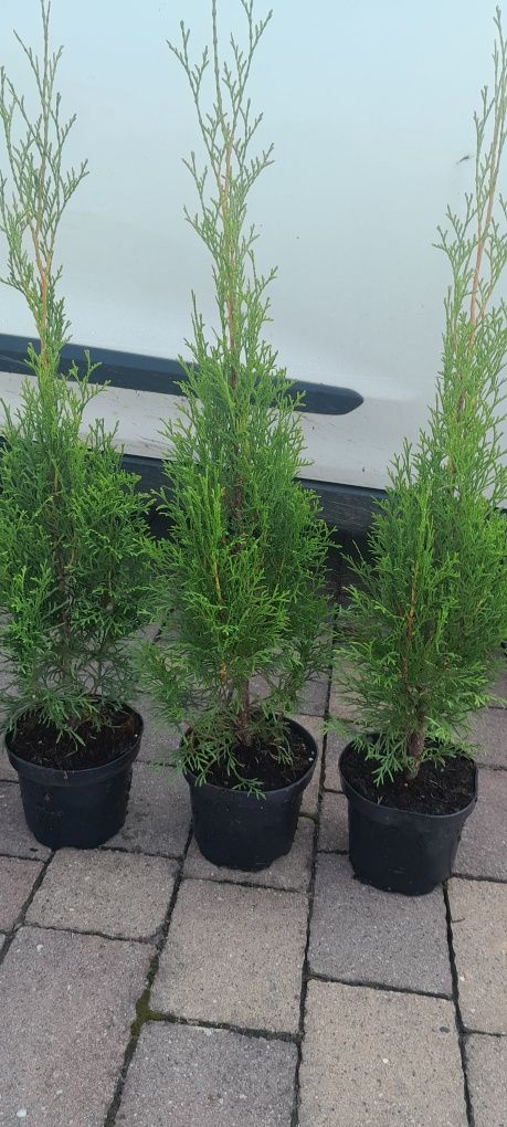 Tuja thuja szmaragd wys 50cm