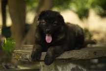 Cachorra Serra da Estrela
