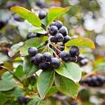 Aronia ekologiczna