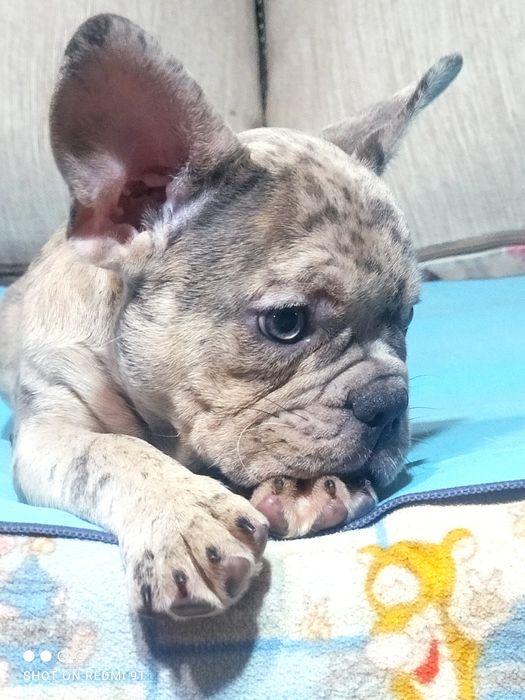 Французские бульдожки.