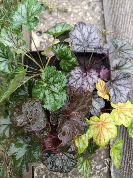 Гейхера. Саджанці. Декоративні рослини. Для тіні