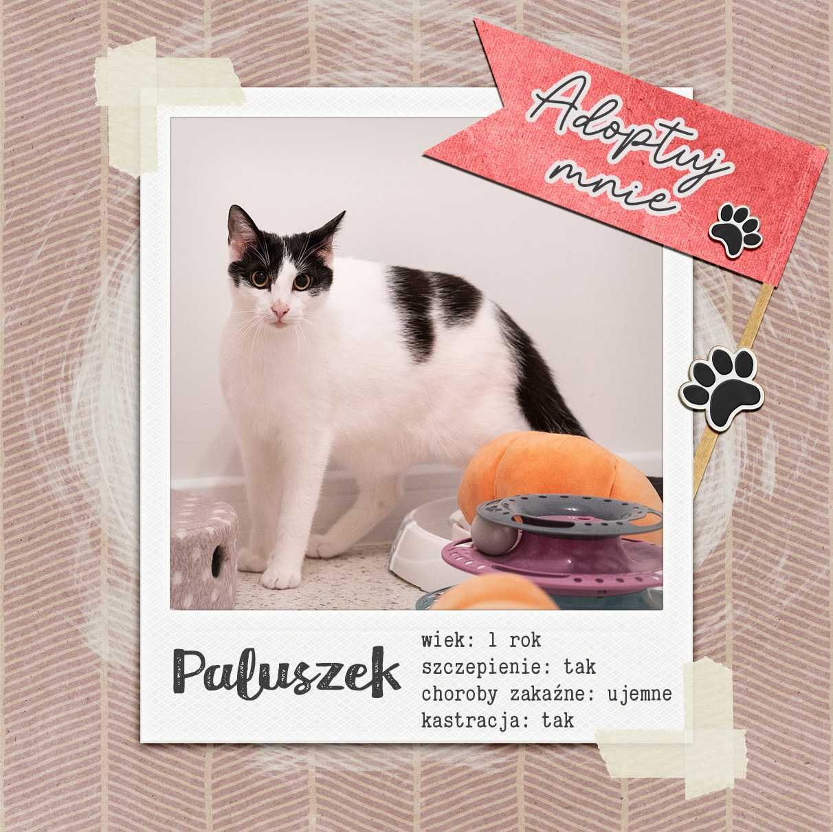 Paluszek do adopcji