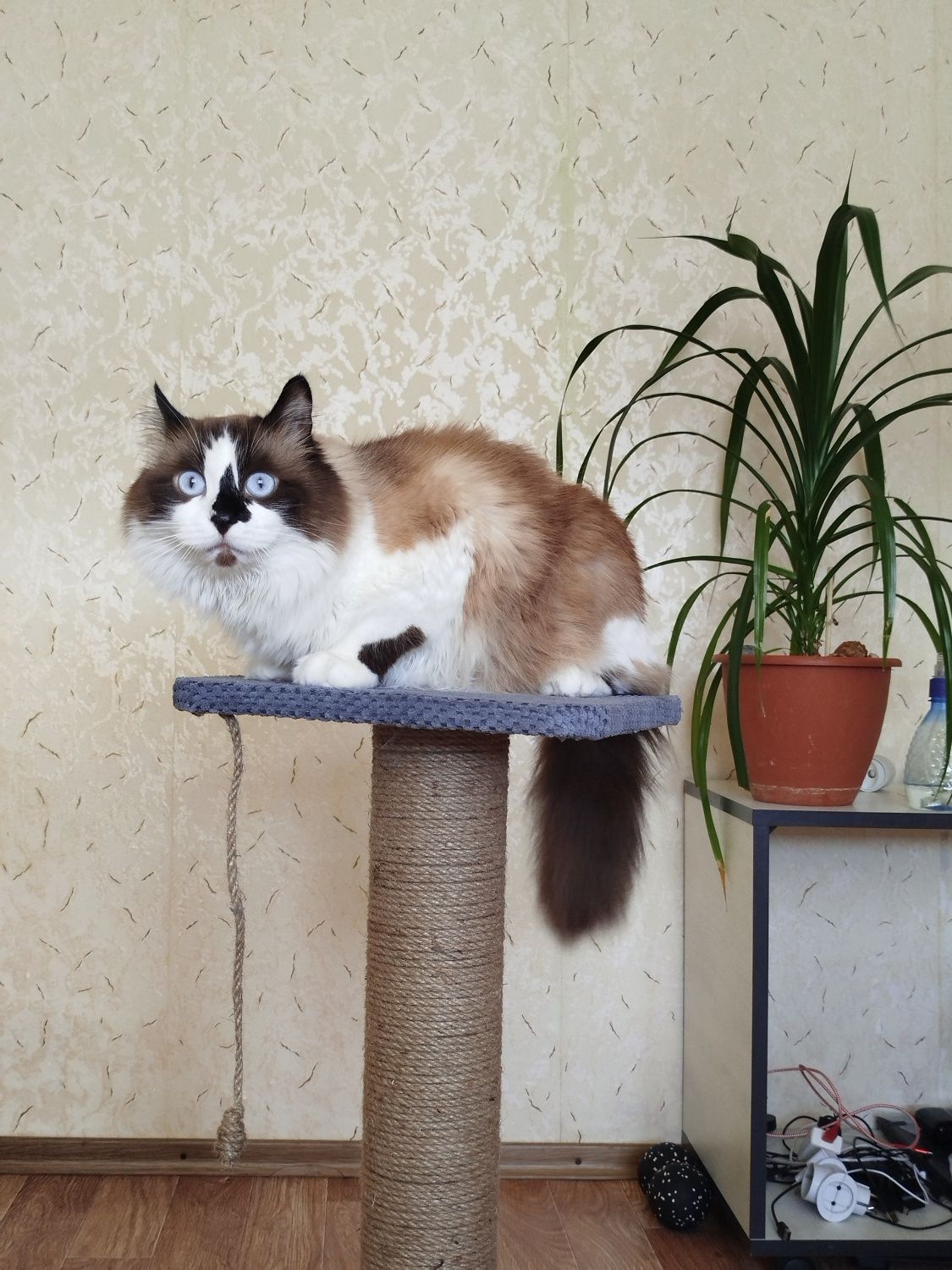 Котик муркотик у добрі руки