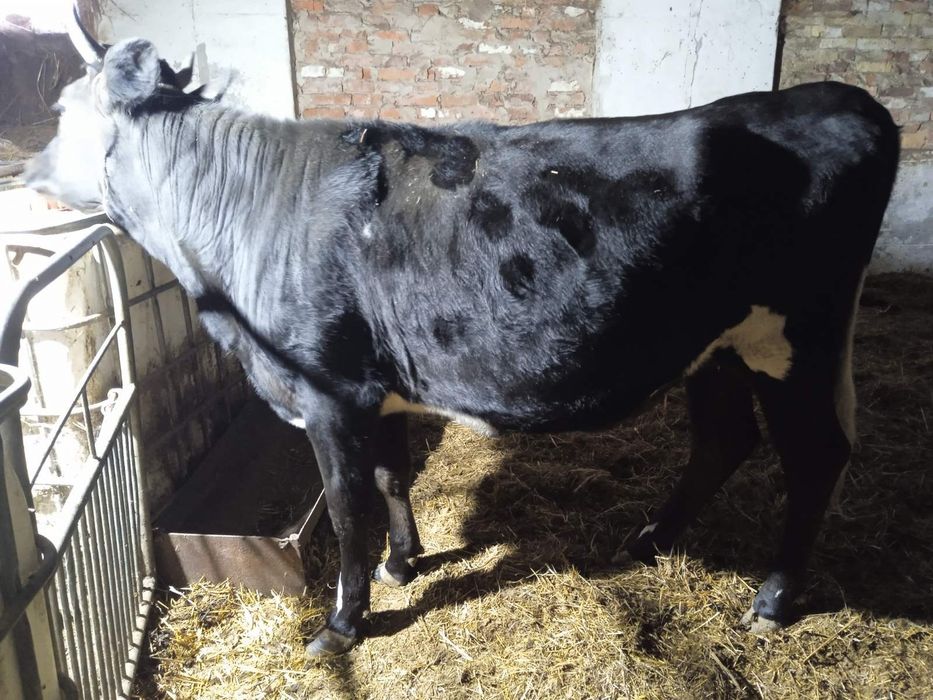 Продам Нетель голштина 5 мес берем