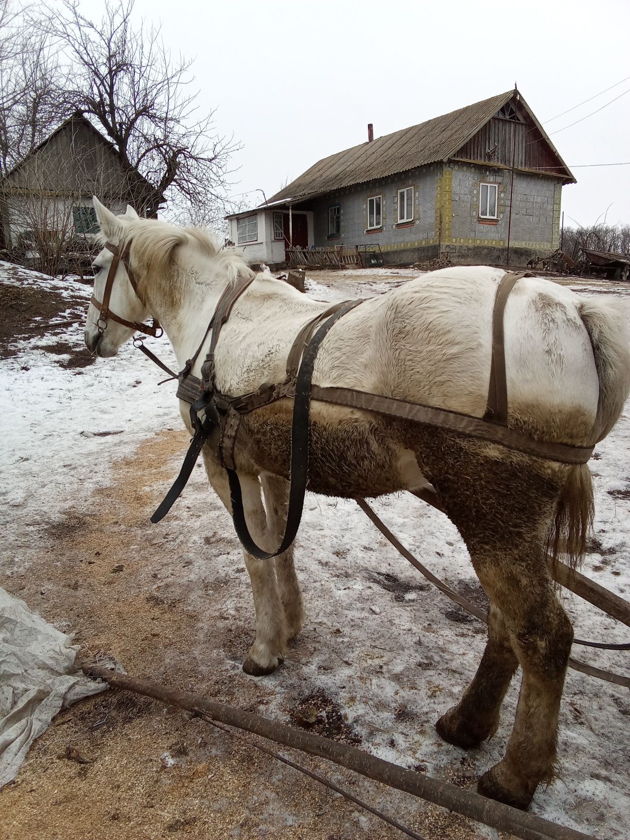 Доросла кобила 14 років