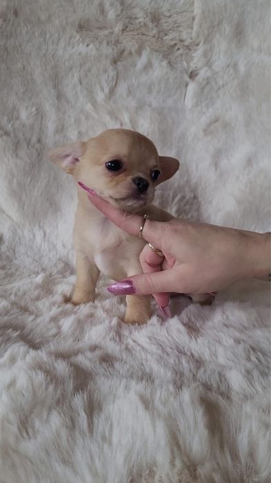 Chihuahua sunia beżowa merle