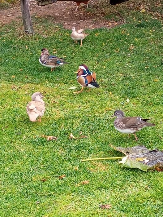 Kaczki kaczorki mandarynki