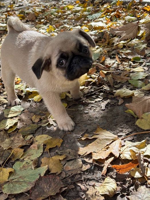 Цуценятка мопсиків