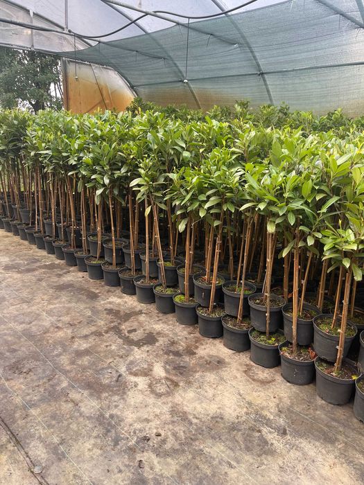 Laurowiśnia Caucasica na Pniu 100 cm 95 zł