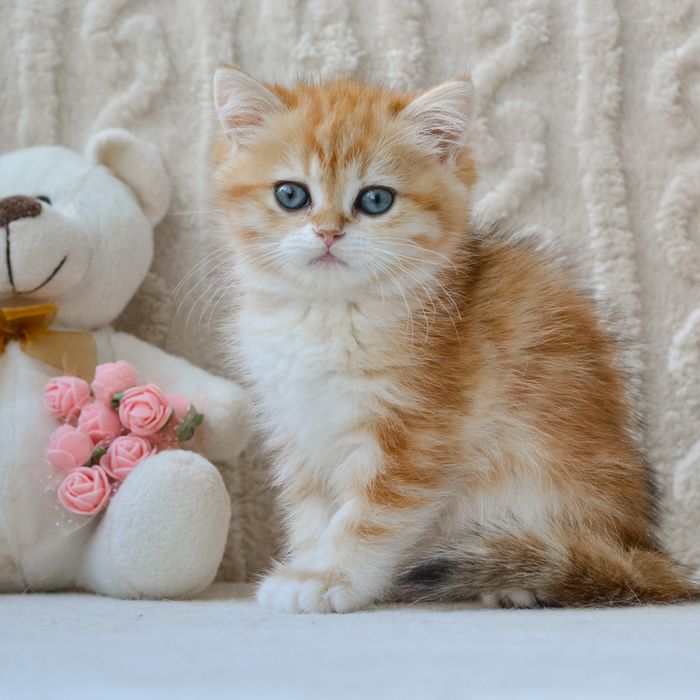 Розкішна красуня