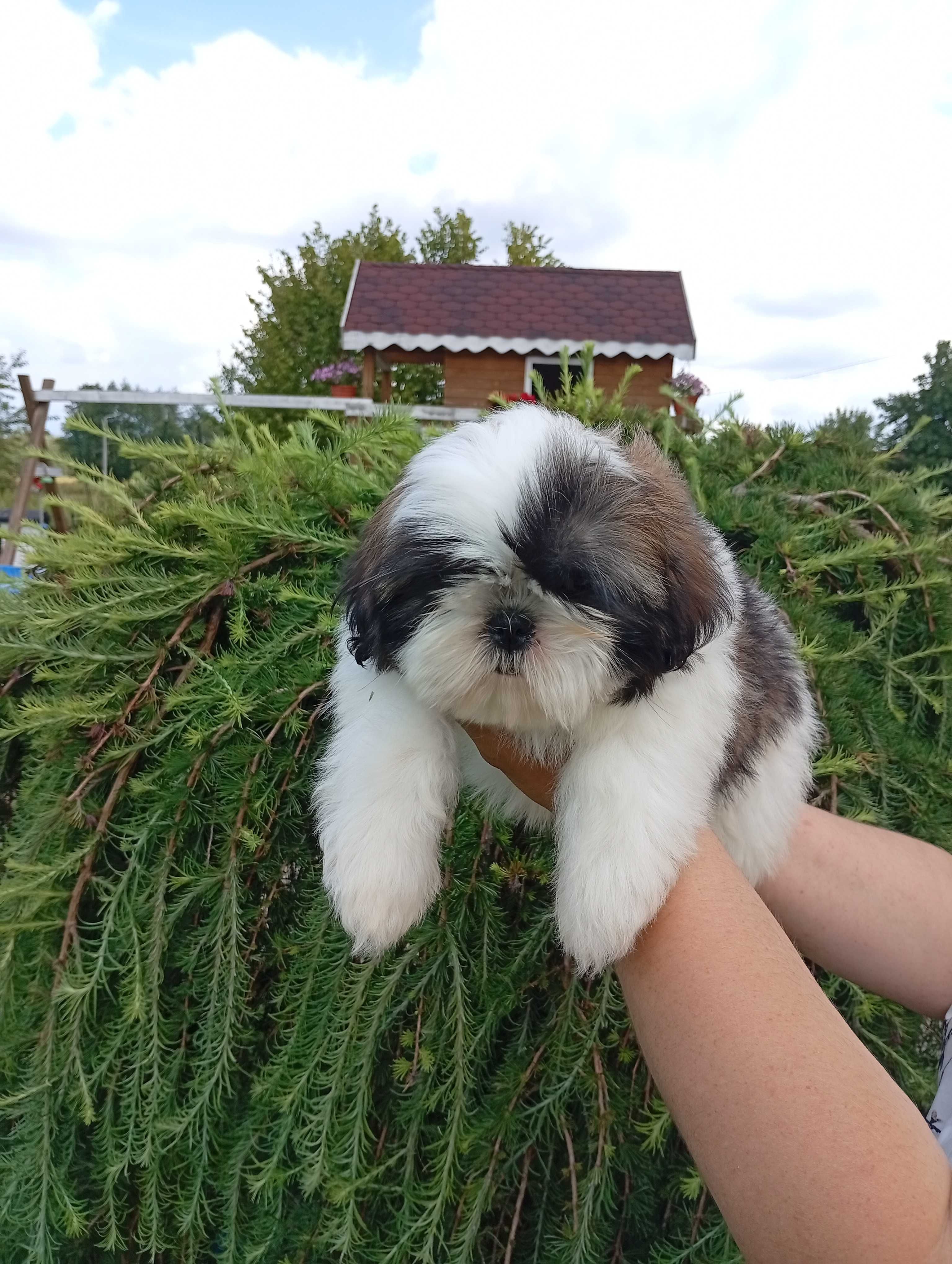 Shih-tzu suczka tricolor