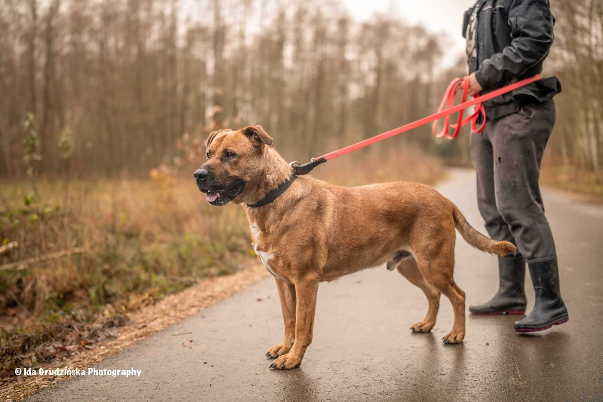 BUDDY Tosa inu mix do adopcji, duży, majestatyczny psiak szuka rodziny