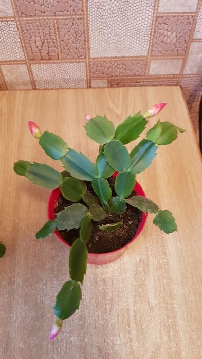 Рождественник с горшком