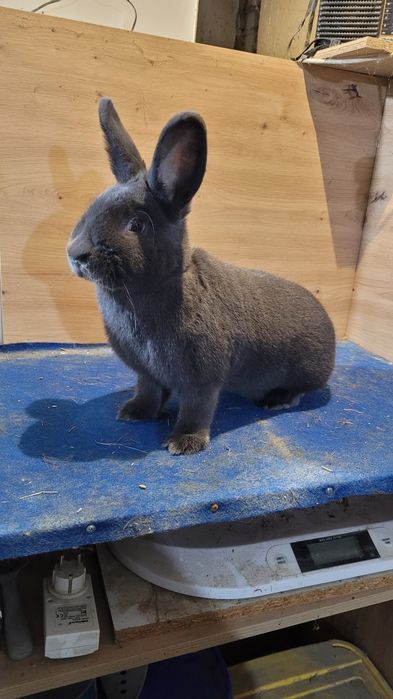 Króliki Wiedeńskie niebieskie samce i samice