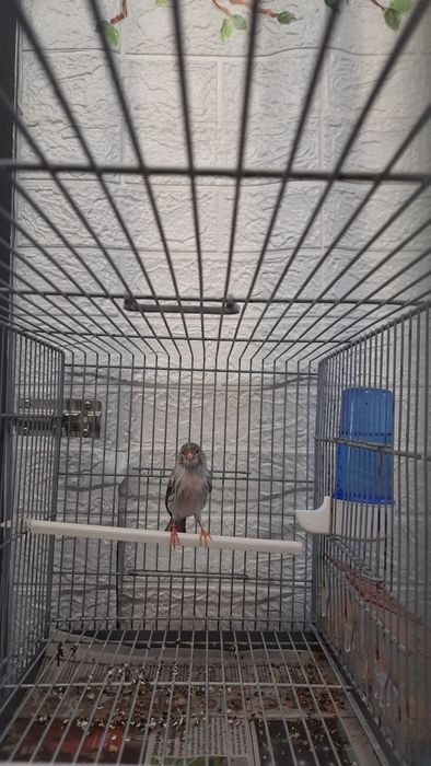 Fêmea agata vermelho mosaico