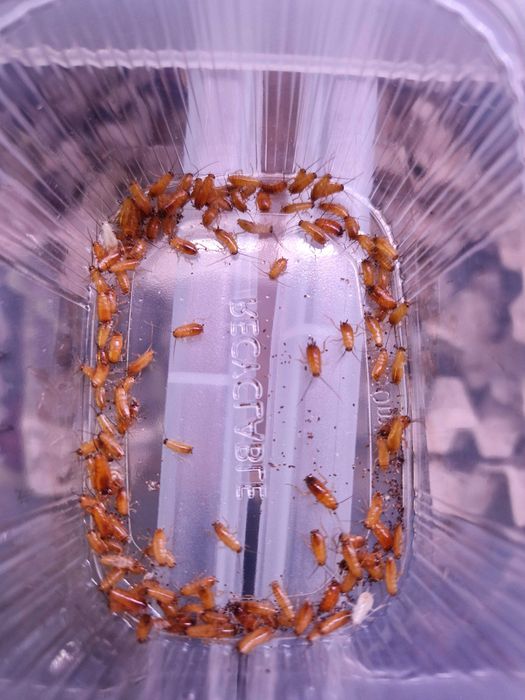 Karaczan turecki (Periplaneta lateralis) wylęg 500szt