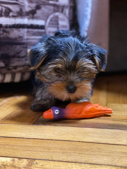 Міні йорк. Йоркширський тер'єр.