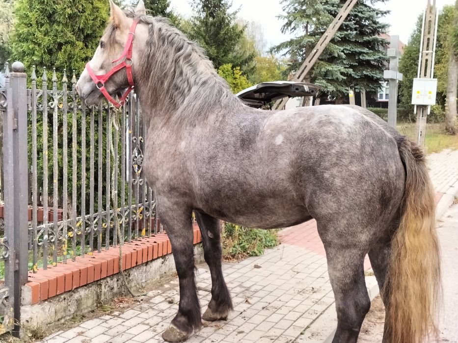 Klacz 2, 5 roku siwa
