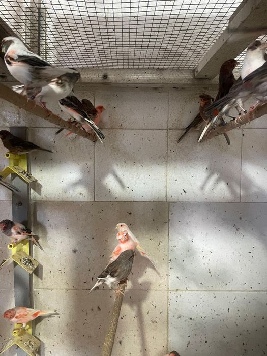 Canários Arlequim Português de 2025