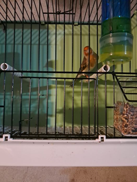 Travessos  de pitacilgos