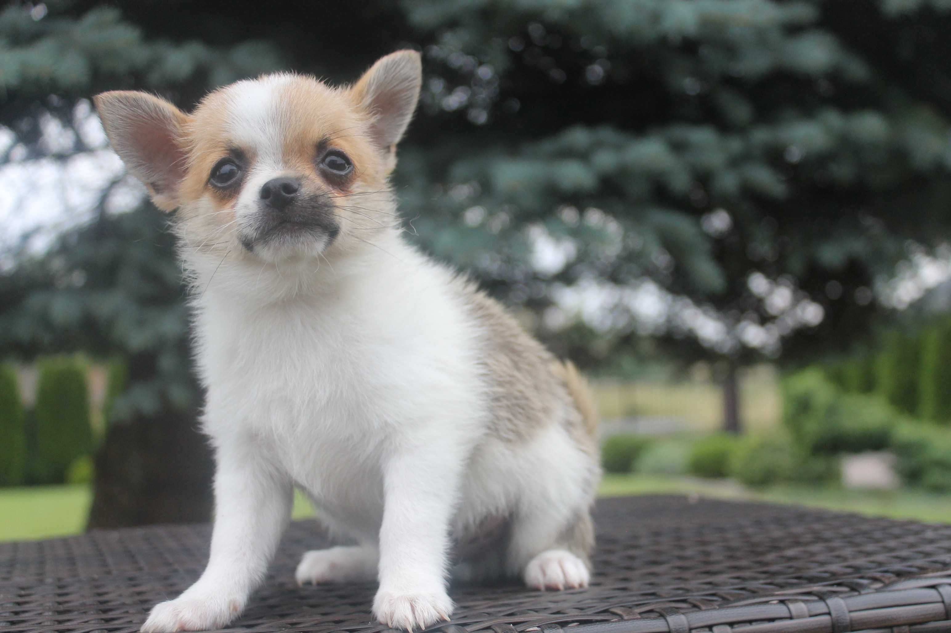 Chihuahua śliczny piesek - już do odbioru