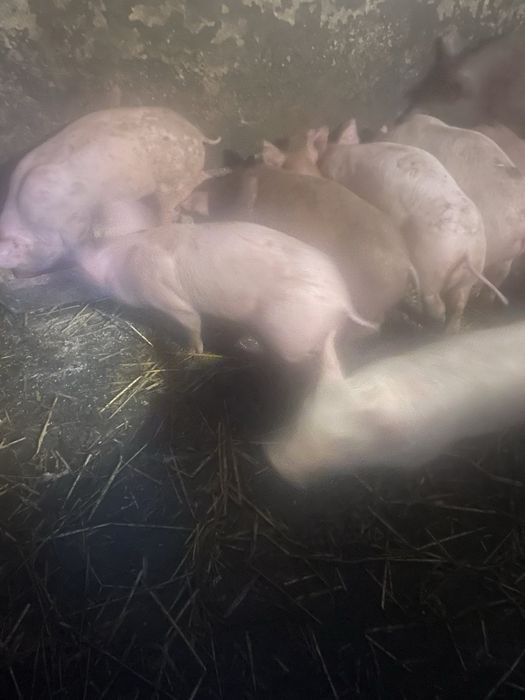 Продам поросята