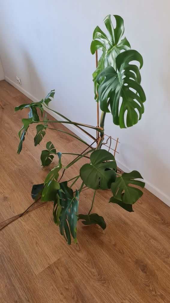 Monstera 120 cm x 90 cm Okazja!