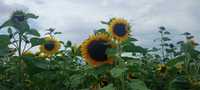 Słonecznik ozdobny na kwiaty ziarno   55zł/kg