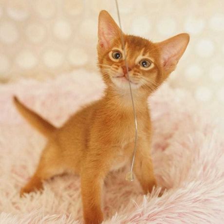 Абиссинские котята- солнышко в вашем доме