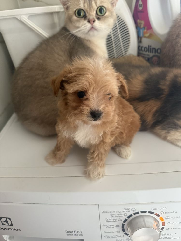 Maltipoo samiec miniaturowy