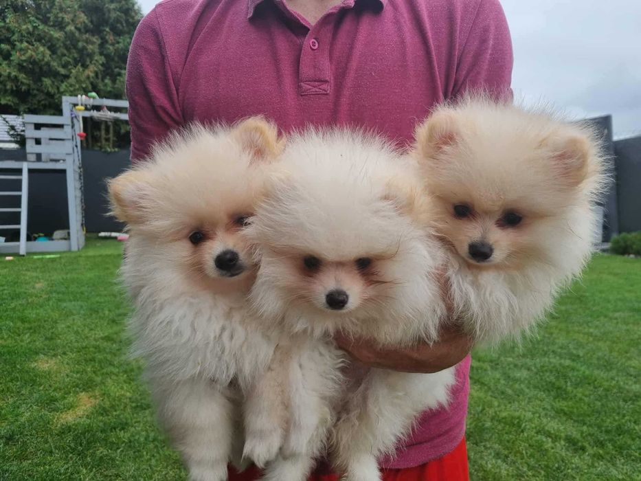 POMERANIAN szczeniak