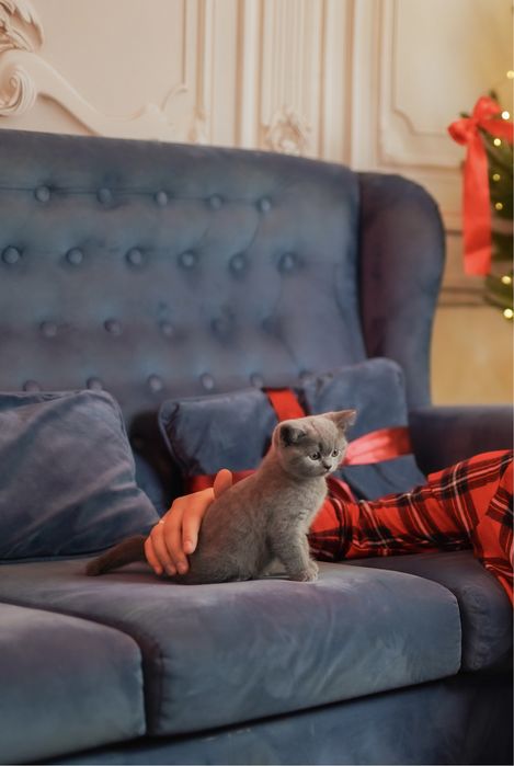 Шикарні чистокровні сірі висловухі кошенята шотландці, британці