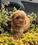 Maltipoo F1b super piesek