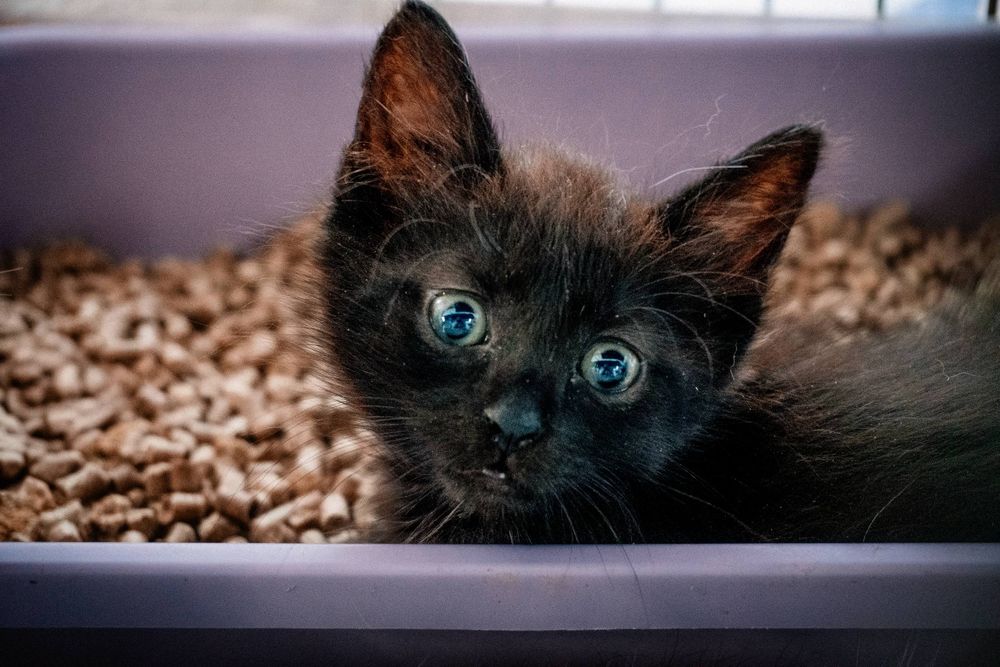 Отдам даром в добрые руки котят