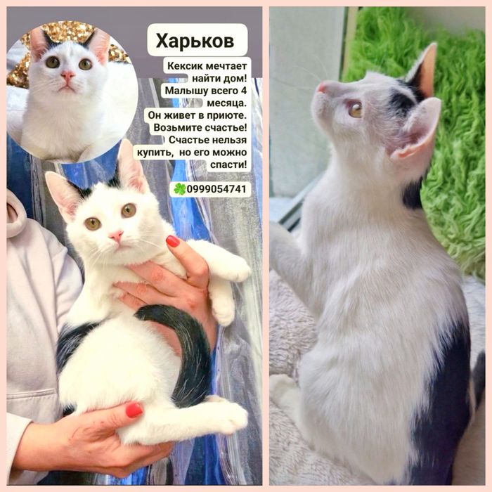 Милый котенок Каспер  ищет дом!