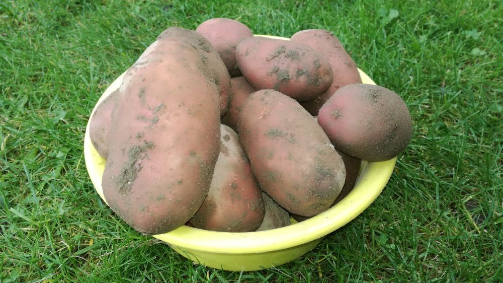 Ziemniaki Quenn Anne, Oberon z dowozem