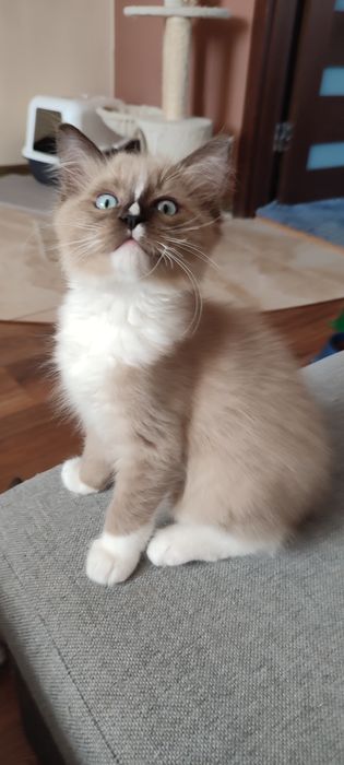 Ragdoll Cherubin Mink rodowód TICA