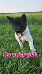 Burza - Akita Amerykańska szuka swojego człowieka