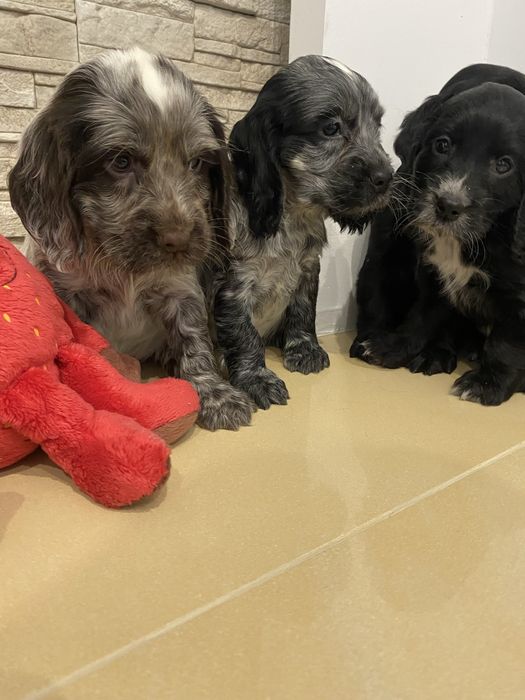 Piękny szczeniaczek cocker spaniel angielski