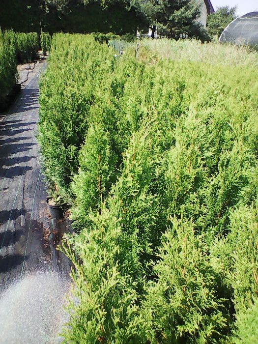 Tuje, Thuja szmaragd 110,130,150,180,200cm PRODUCENT