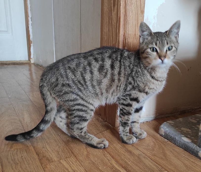 Красивый котенок бесплатно