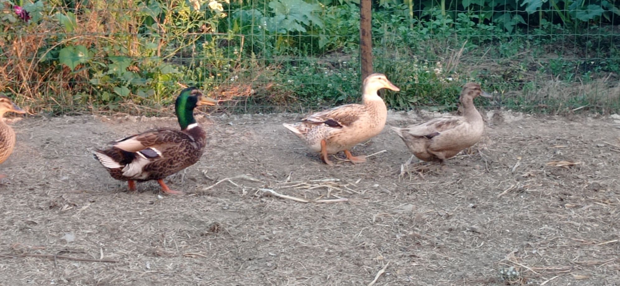 Disponível patos real