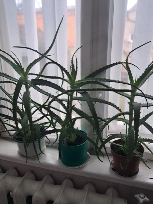 Продам Алоє