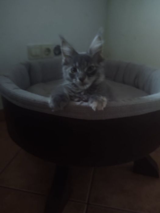 Kocurek Maine Coon