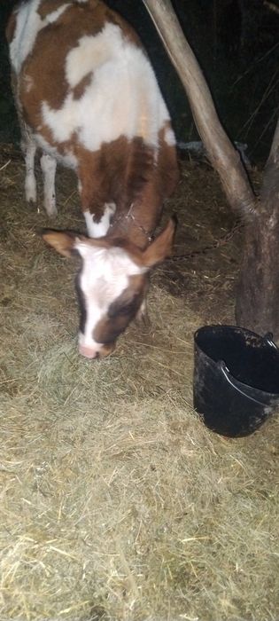 Продам теличку від молочної корови
