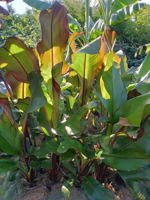 Ensete Montbeliardi to nie Maurelli